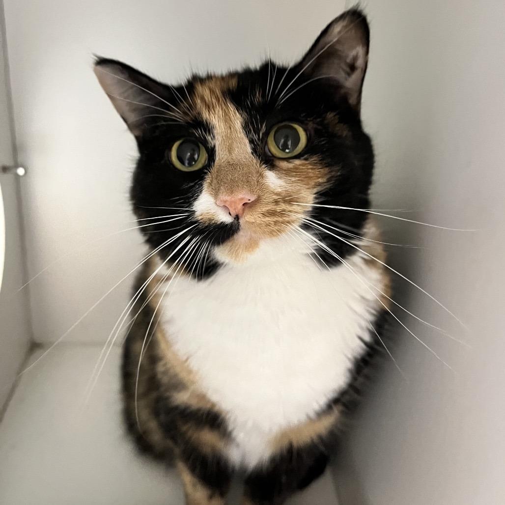 Ella — thumbnail 3