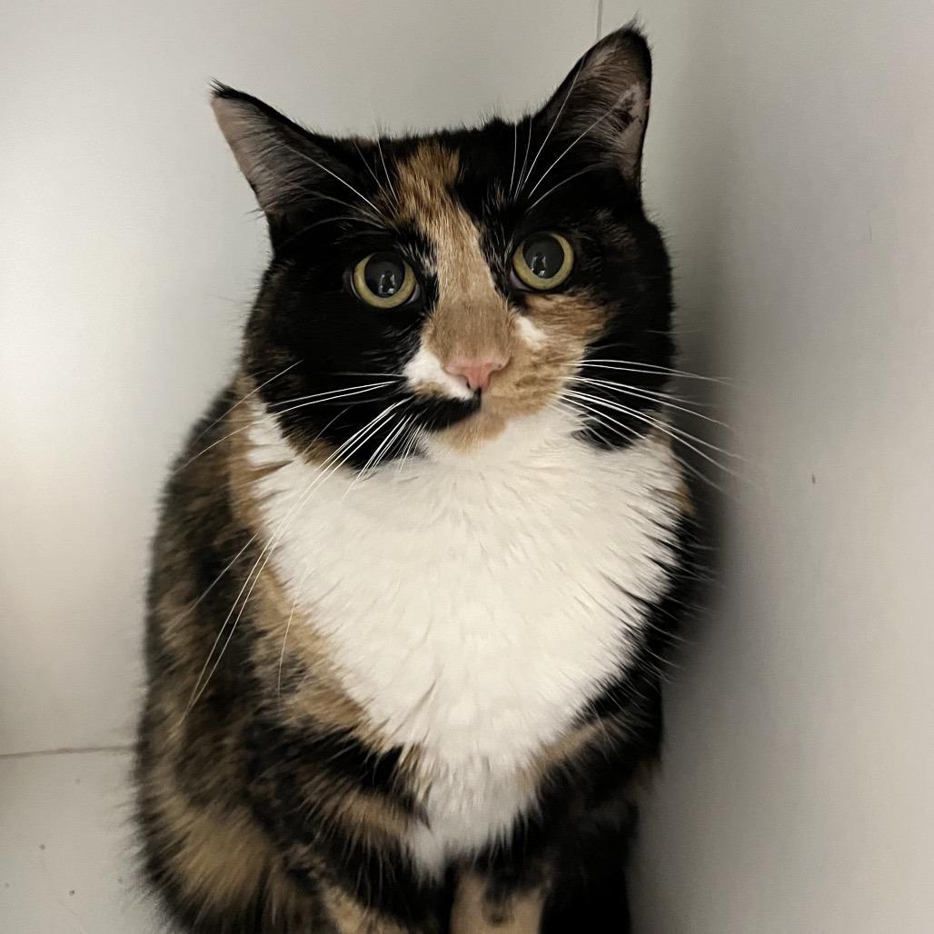 Ella — thumbnail 4