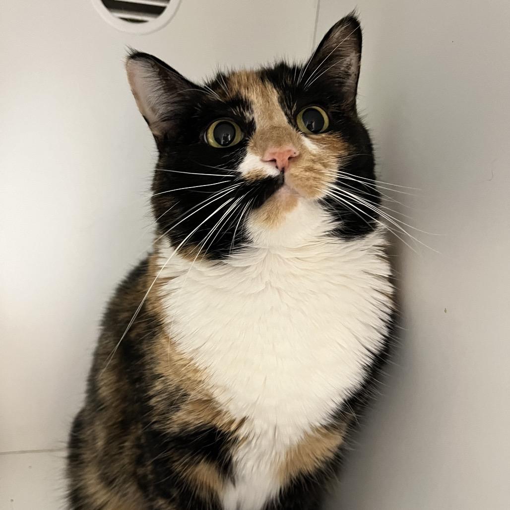 Ella — thumbnail 5