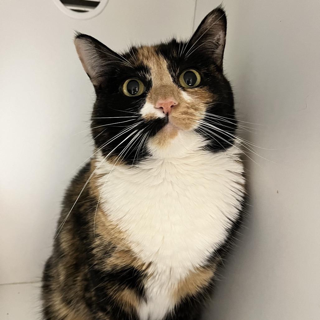 Ella — thumbnail 6