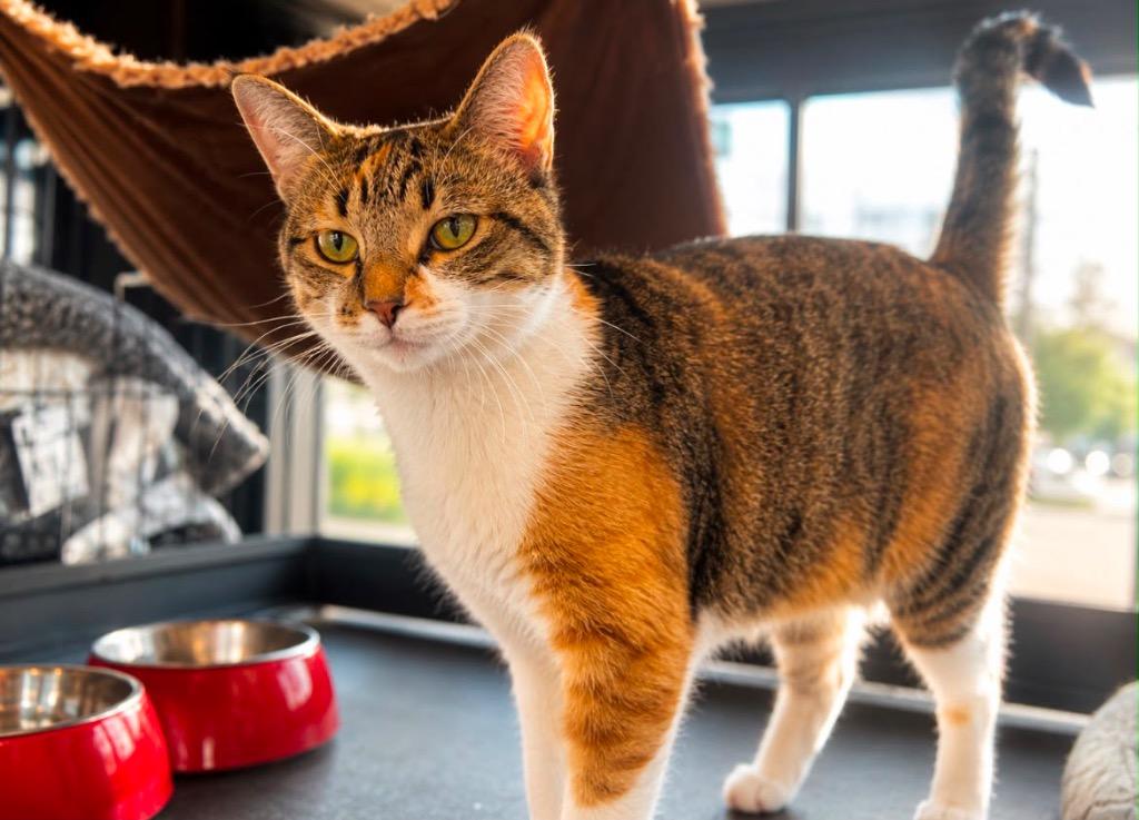 Barista, Adoptable, Young Female Domestic Short Hair.