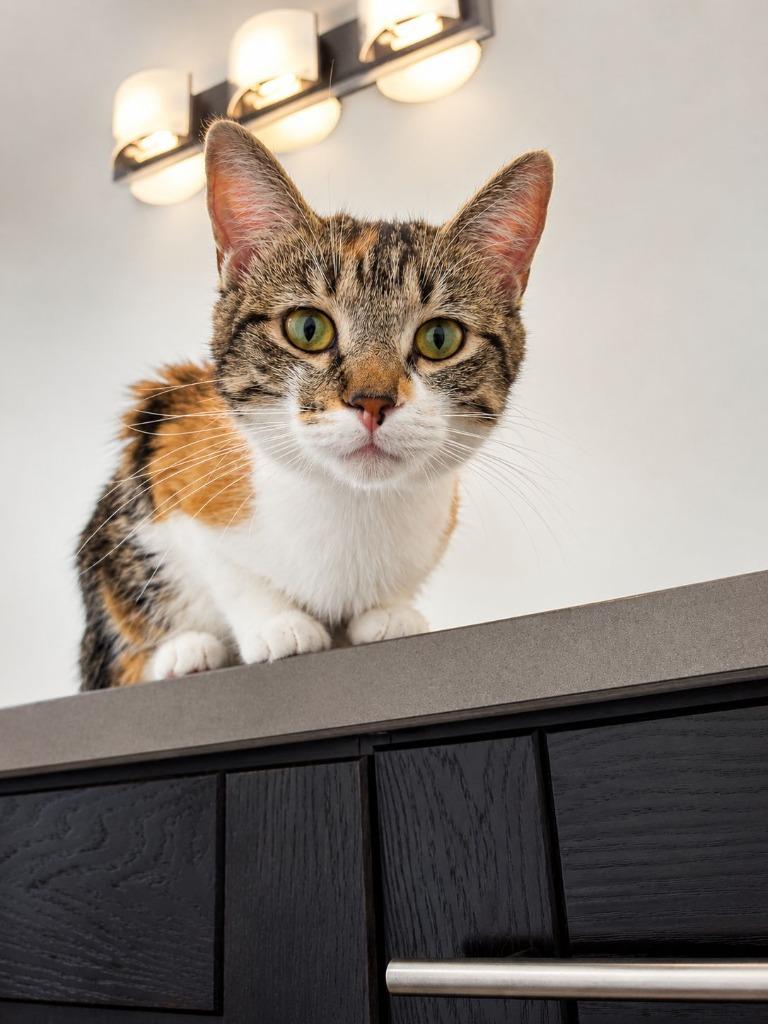 Enlarge Barista, a Adoptable mixed breed in Calgary, AB image 4/5