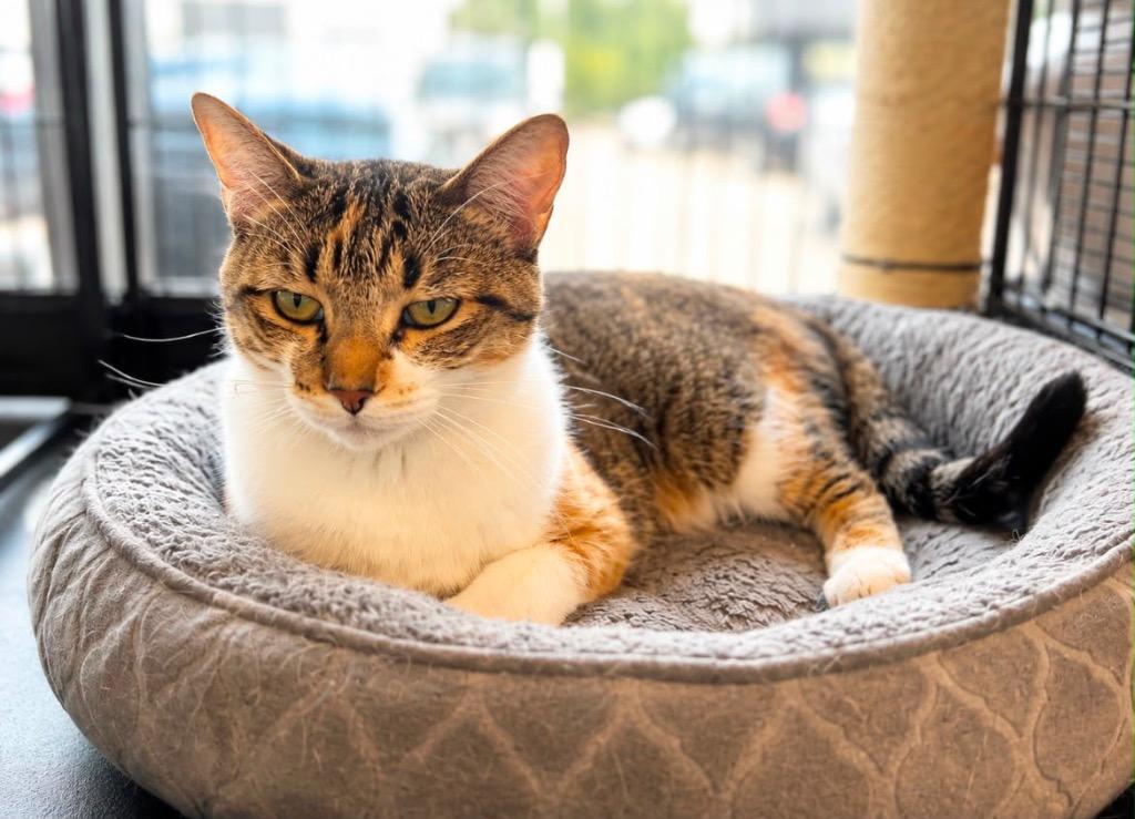 Enlarge Barista, a Adoptable mixed breed in Calgary, AB image 5/5