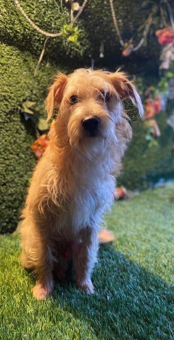 Canelo, a Adopted mixed breed in Chula Vista, CA image 1/6