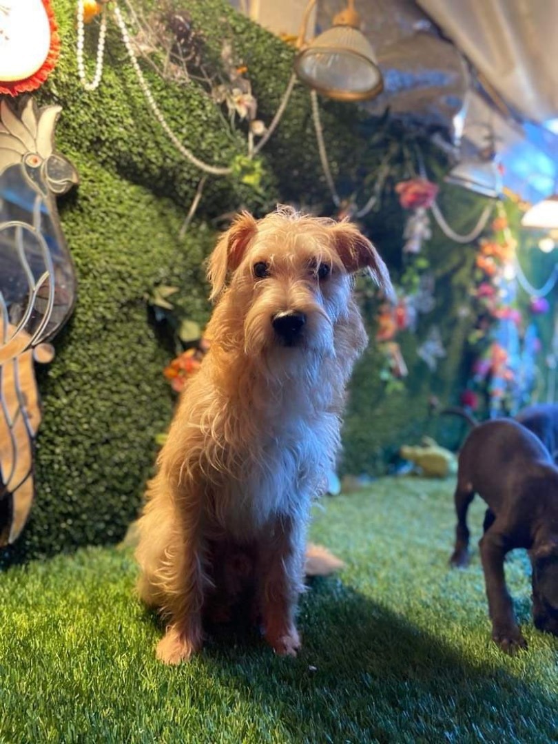 Canelo, a Adopted mixed breed in Chula Vista, CA image 2/6