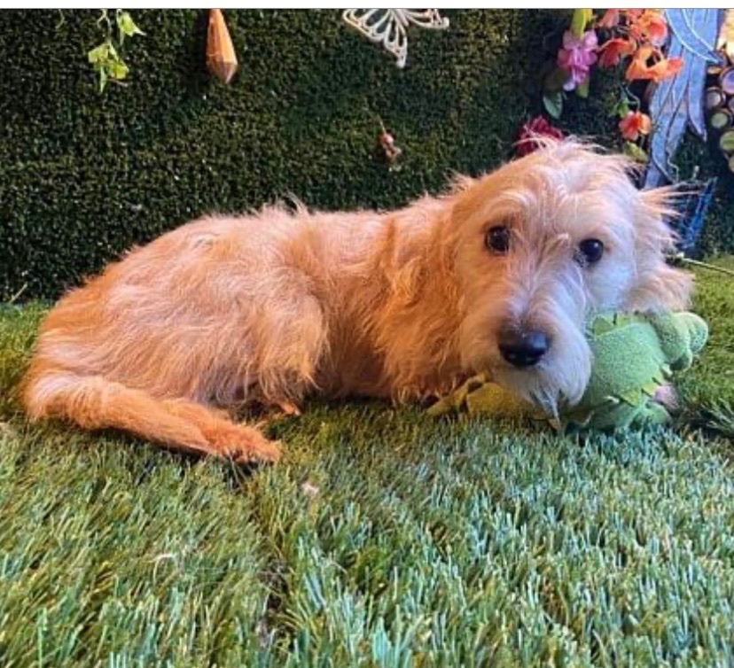 Canelo, a Adopted mixed breed in Chula Vista, CA image 3/6