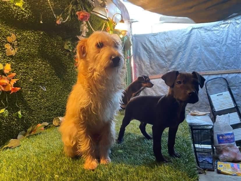 Canelo, a Adopted mixed breed in Chula Vista, CA image 4/6