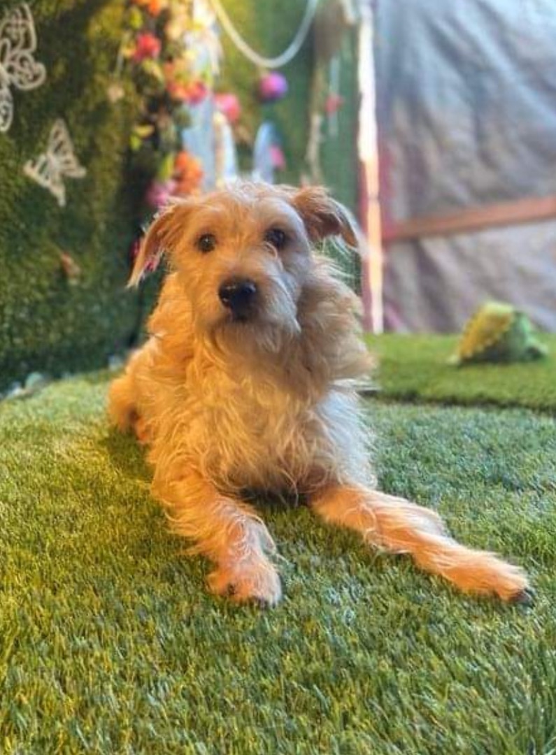 Canelo, a Adopted mixed breed in Chula Vista, CA image 5/6