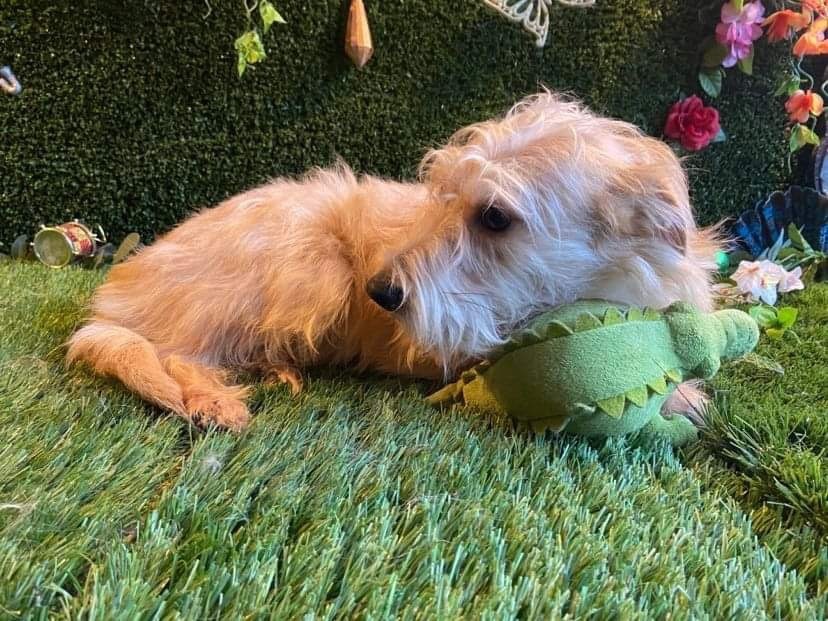 Canelo, a Adopted mixed breed in Chula Vista, CA image 6/6