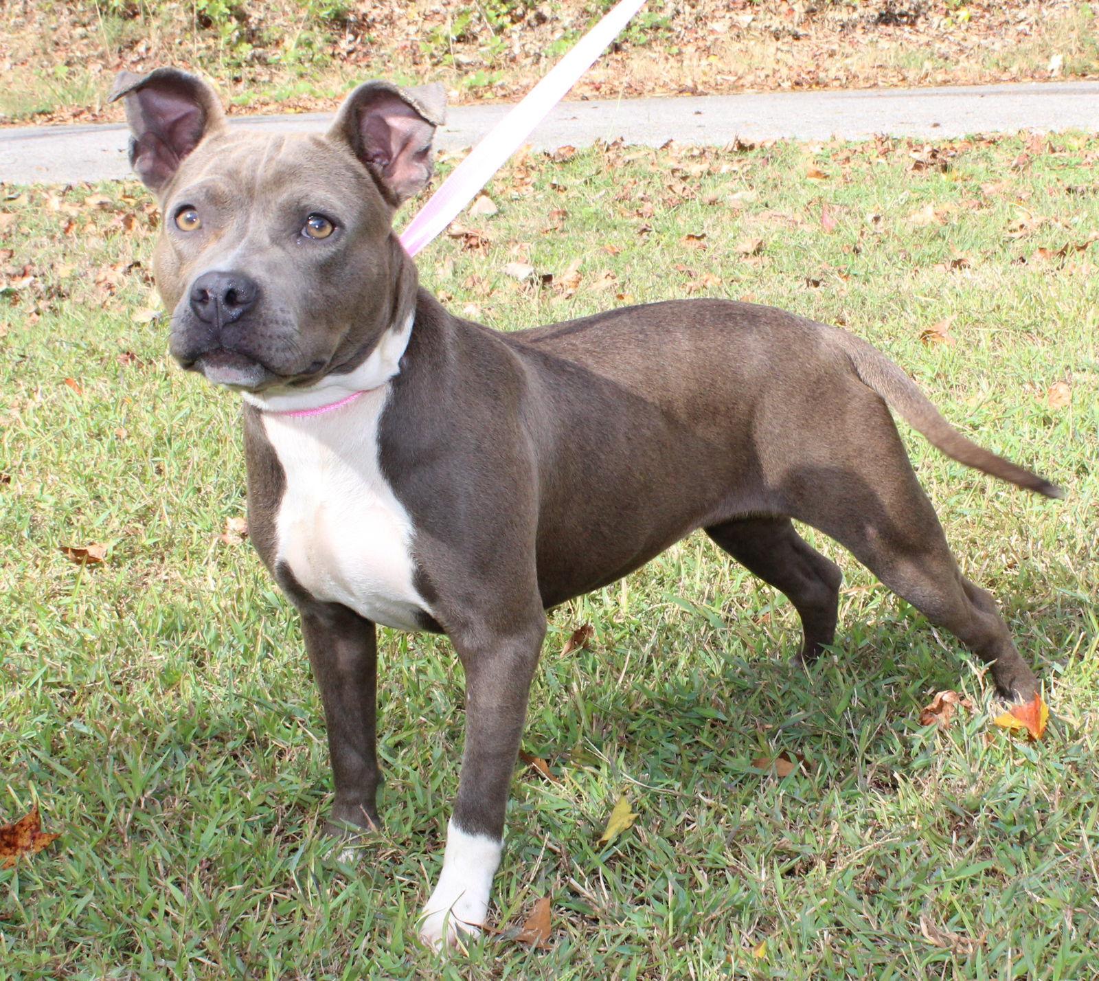 Strawberry 42591, Adoptable, Puppy Female Pit Bull Terrier.