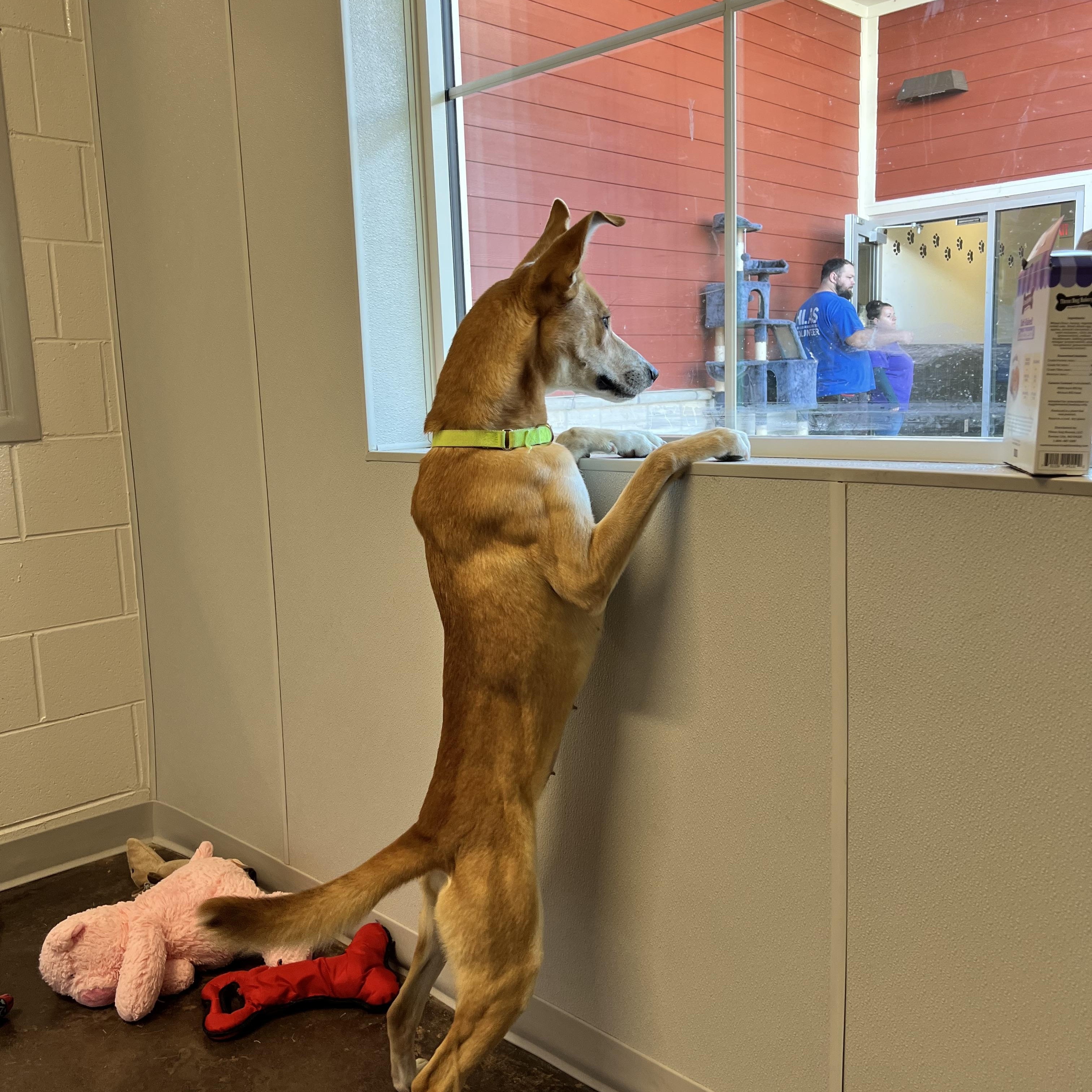 Enlarge Lyla, a ADOPTABLE mixed breed in Horn Lake, MS image 2/5