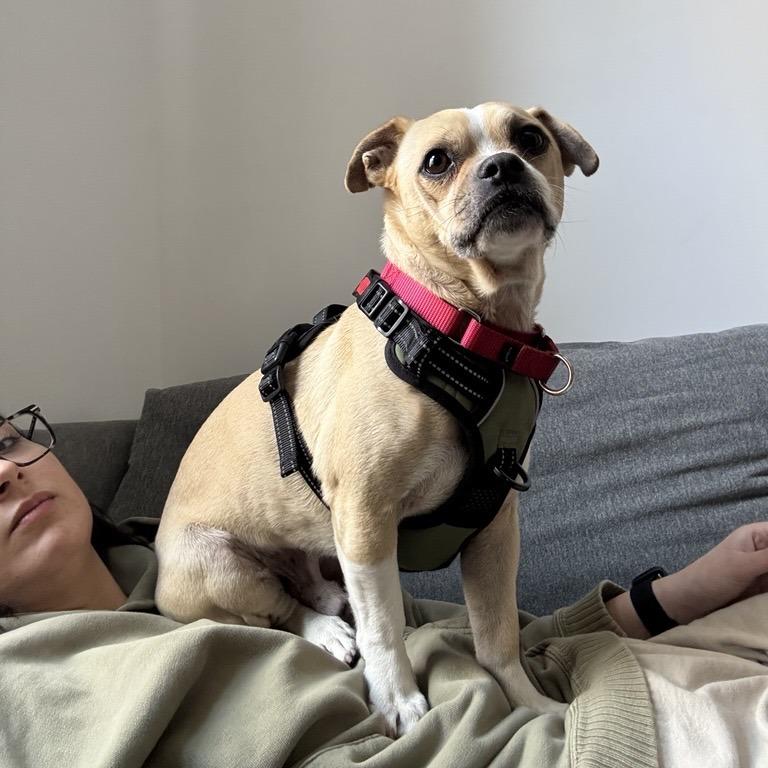 Andrew, Adoptable, Adult Male Chihuahua.