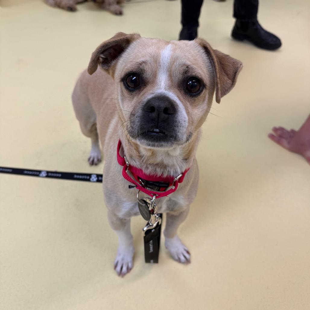 Andrew, a Adoptable Chihuahua in Brooklyn, NY image 2/6
