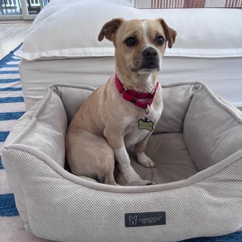 Andrew, a Adoptable Chihuahua in Brooklyn, NY image 3/6