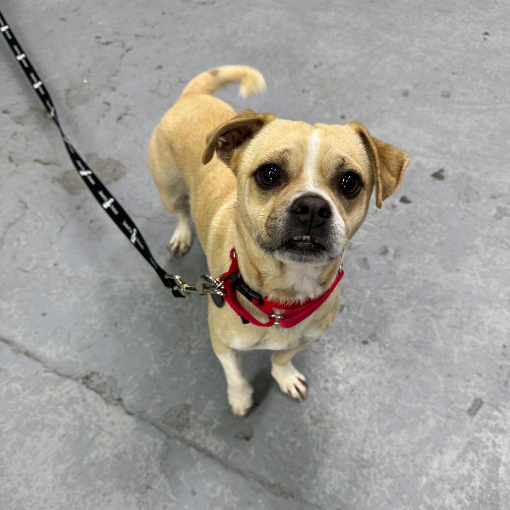 Andrew, a Adoptable Chihuahua in Brooklyn, NY image 5/6