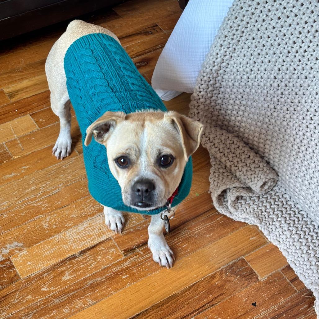 Andrew, a Adoptable Chihuahua in Brooklyn, NY image 6/6