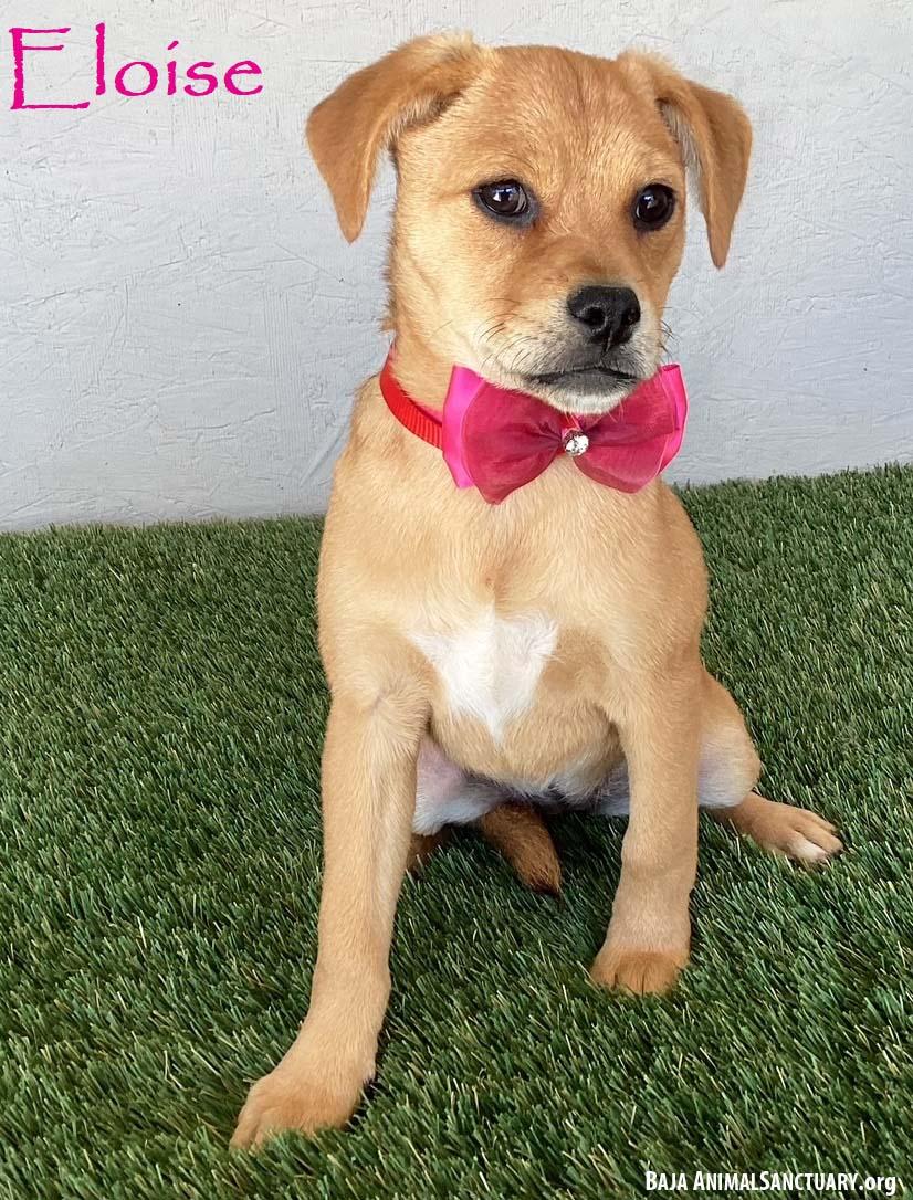 Eloise, adopted, Puppy Female Pug & Jack Russell Terrier.