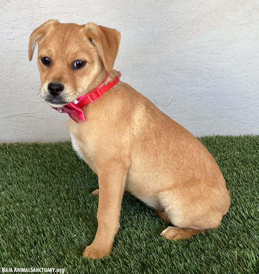 Eloise, an adopted mixed breed in San Diego, CA image 2/3