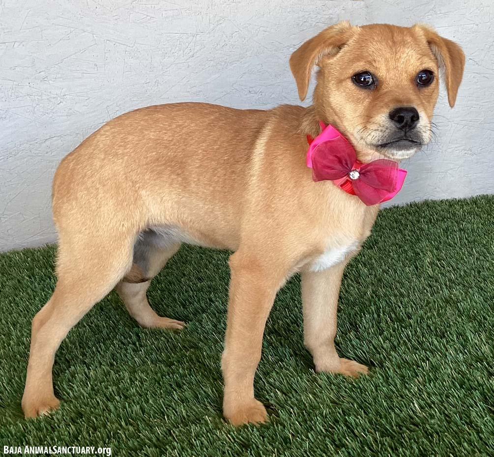 Eloise, an adopted mixed breed in San Diego, CA image 3/3