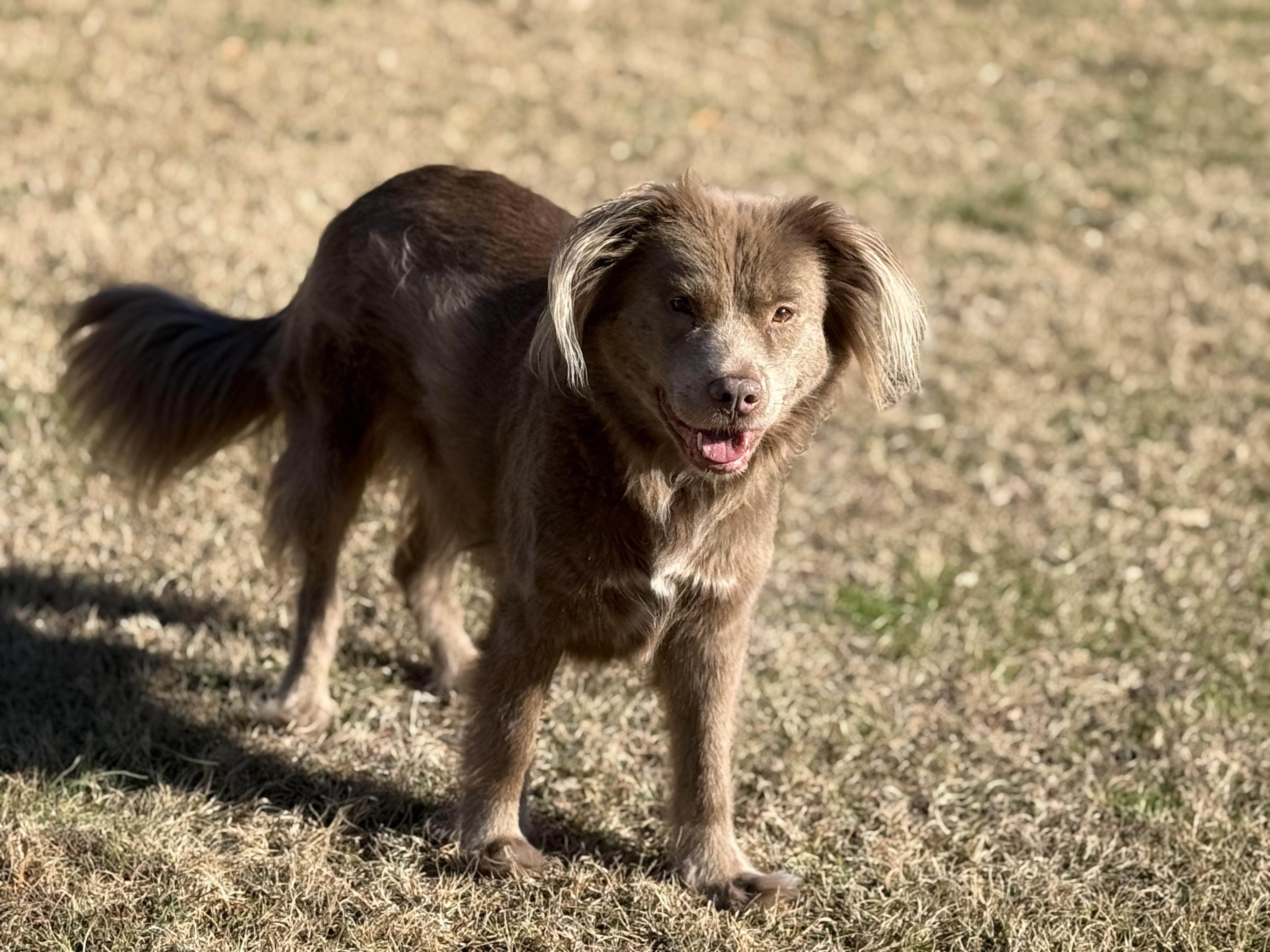 Enlarge Charlotte, a ADOPTABLE Mixed Breed in Grandy, NC image 1/6