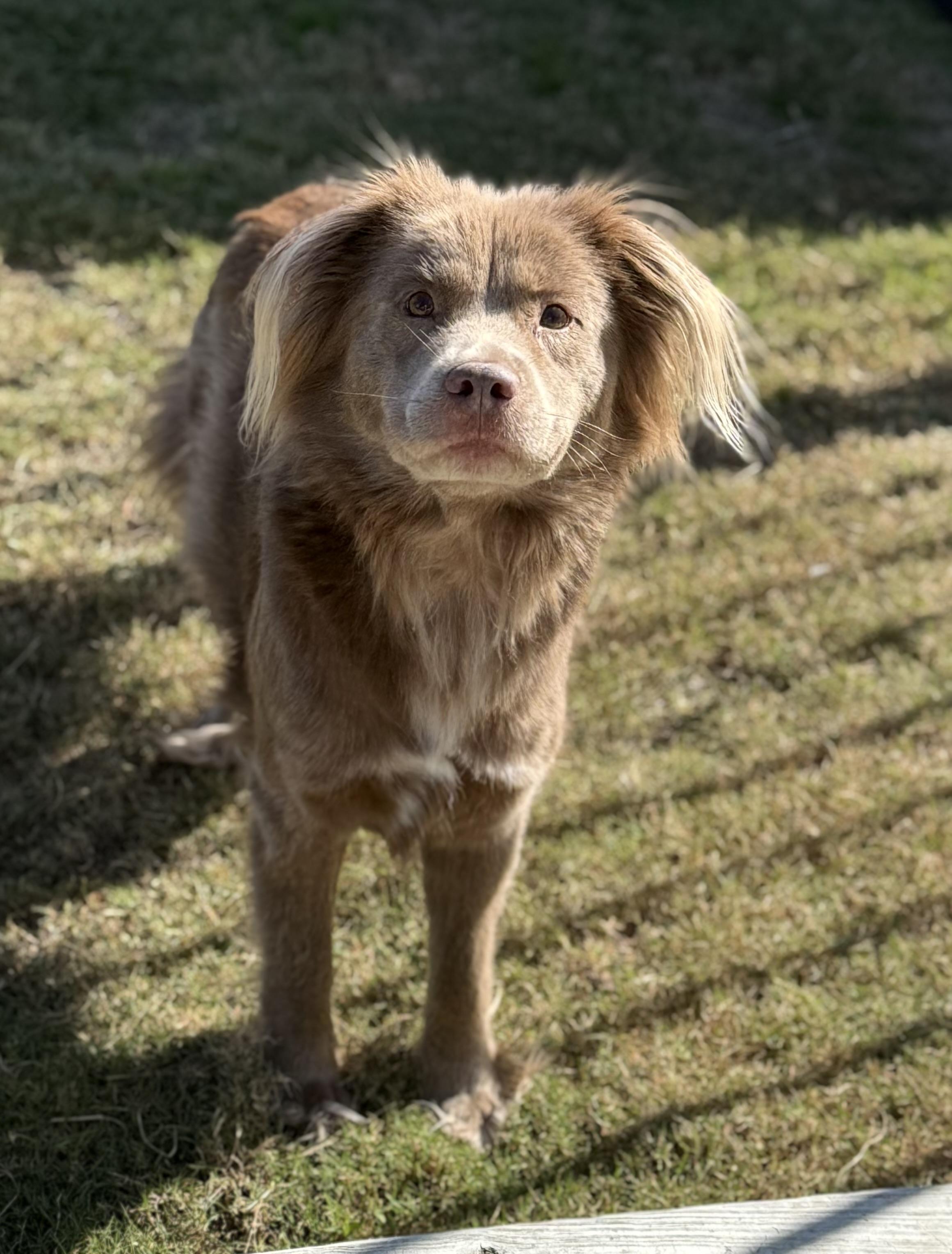 Enlarge Charlotte, a ADOPTABLE Mixed Breed in Grandy, NC image 5/6