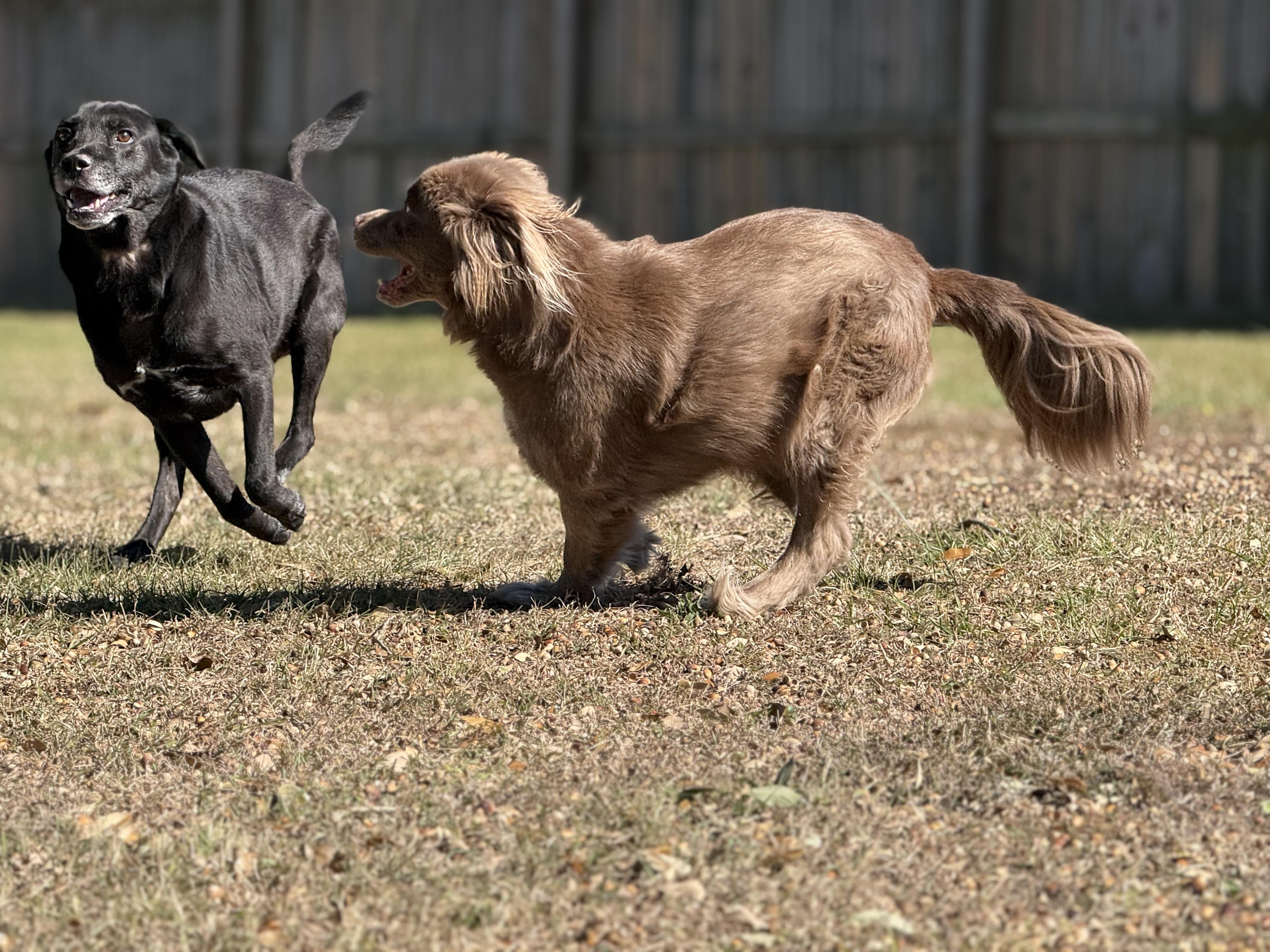 Enlarge Charlotte, a ADOPTABLE Mixed Breed in Grandy, NC image 6/6