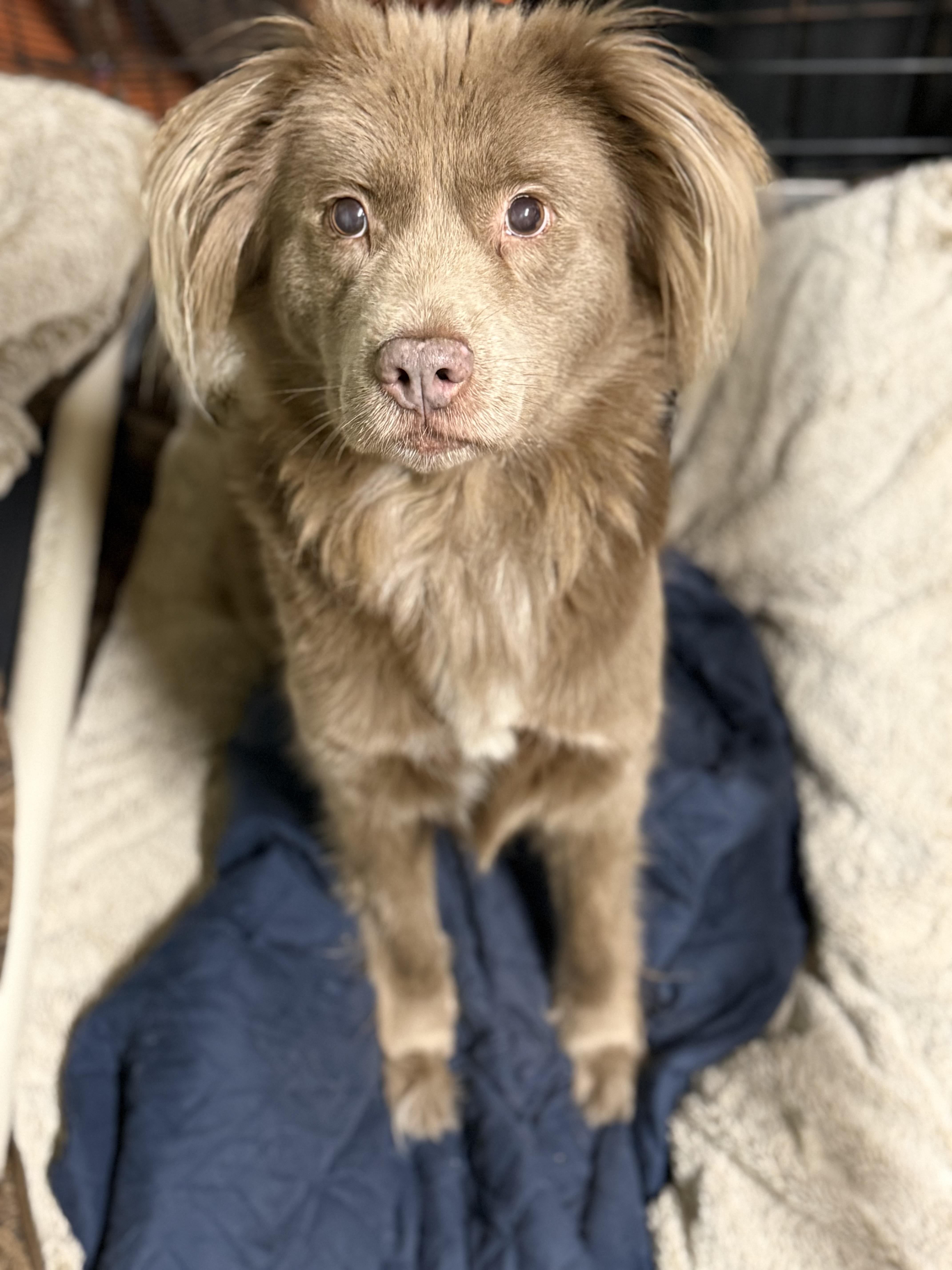Enlarge Charlotte, a ADOPTABLE Mixed Breed in Grandy, NC image 3/6