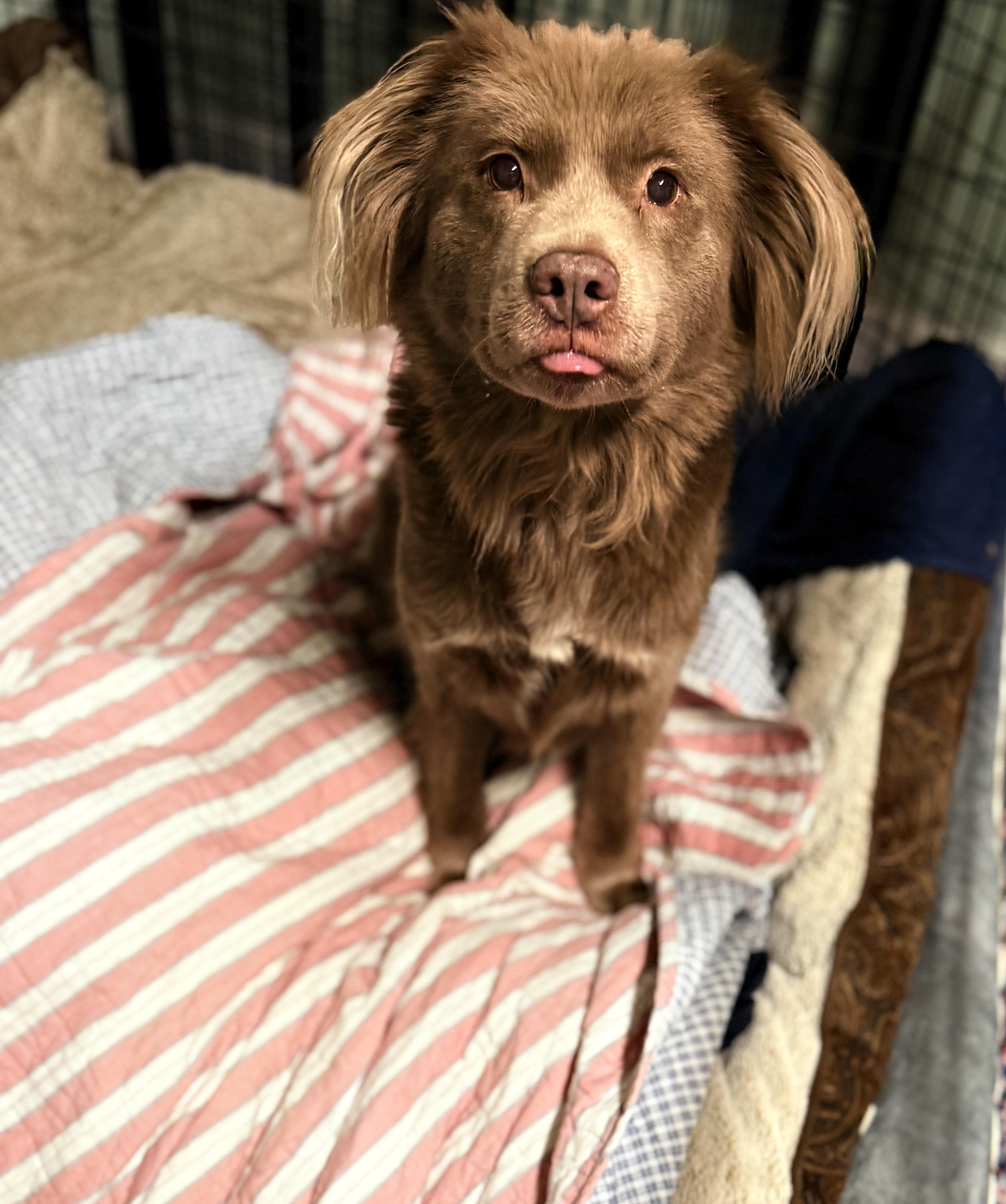 Enlarge Charlotte, a ADOPTABLE Mixed Breed in Grandy, NC image 2/6