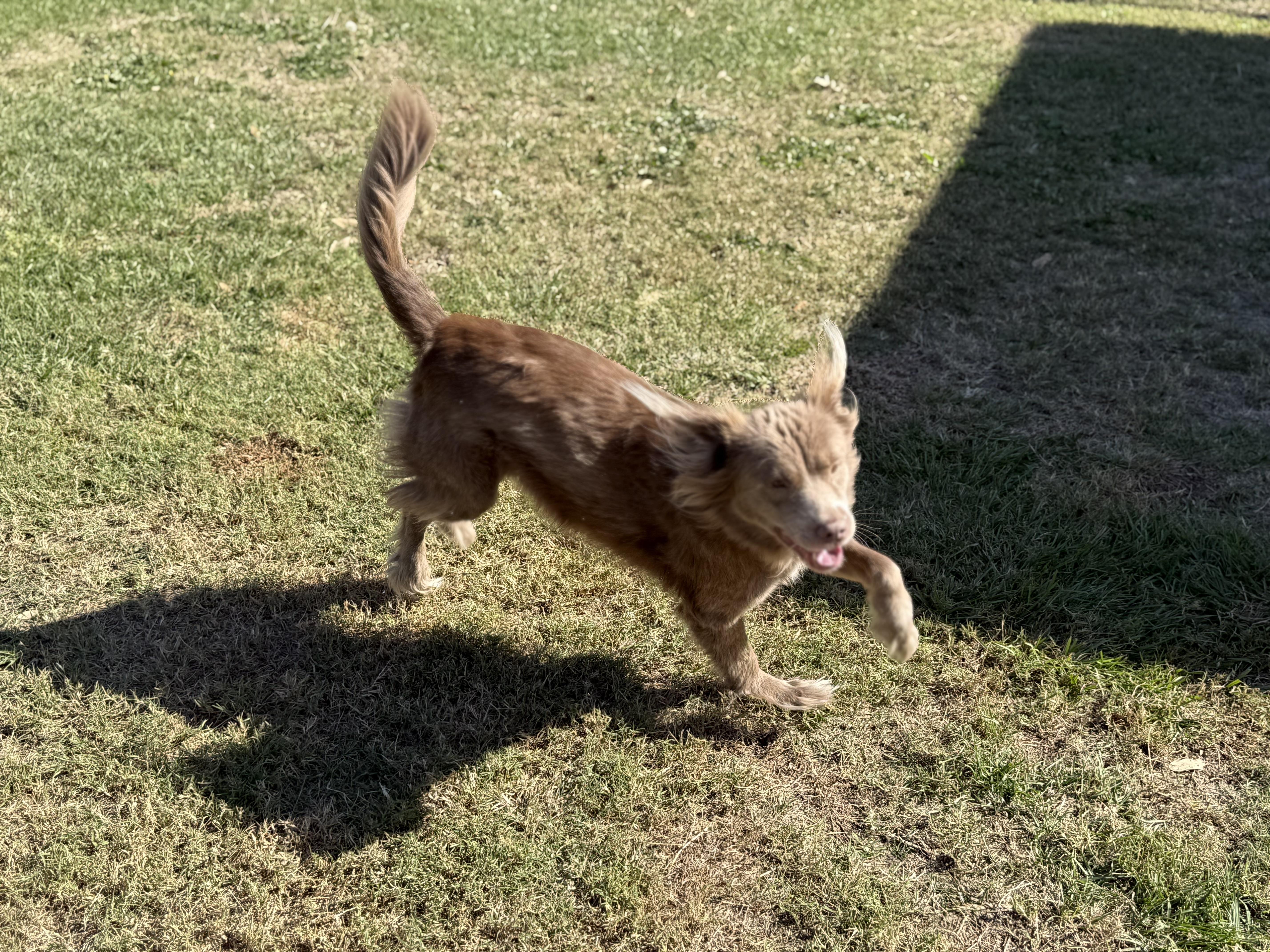 Enlarge Charlotte, a ADOPTABLE Mixed Breed in Grandy, NC image 4/6