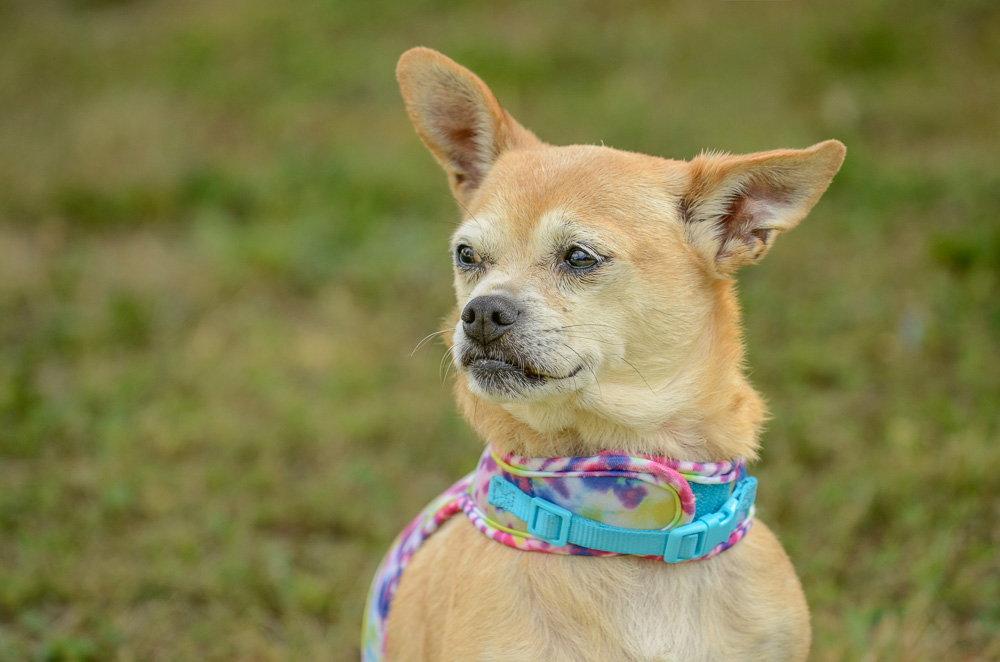 Tia, Adopted, Adult Female Chihuahua.