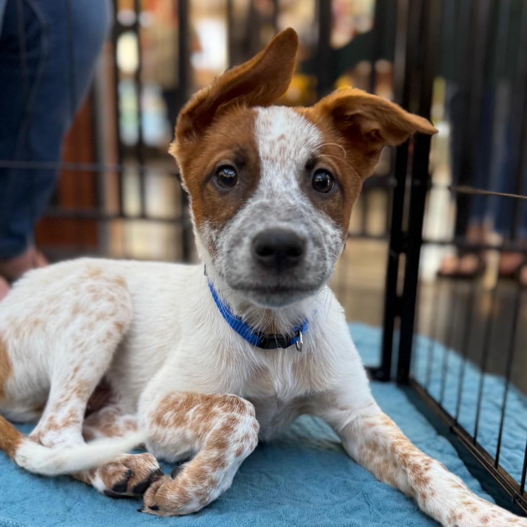 Scout, Adoptable, Puppy Male Cattle Dog.