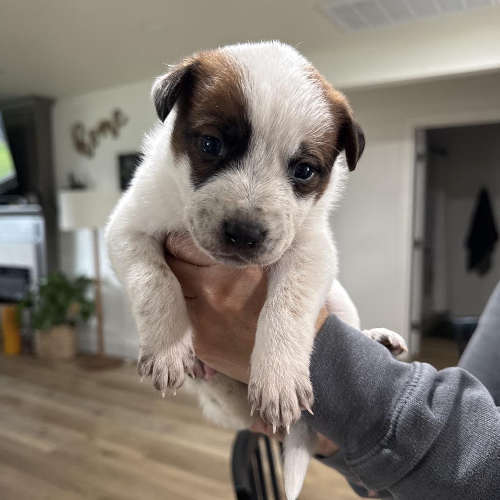 Scout, Adoptable, Puppy Male Cattle Dog.