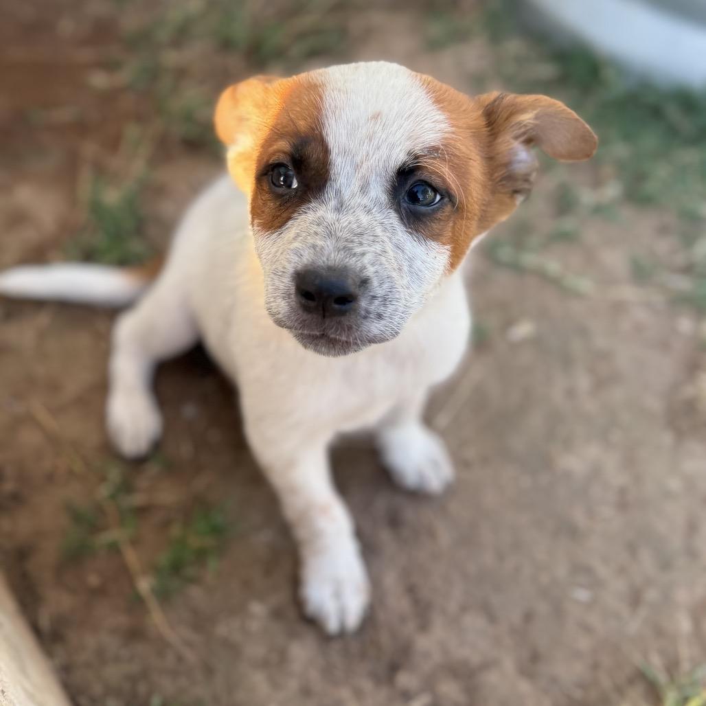 Enlarge Scout, a Adoptable Cattle Dog in Sacramento, CA image 2/3