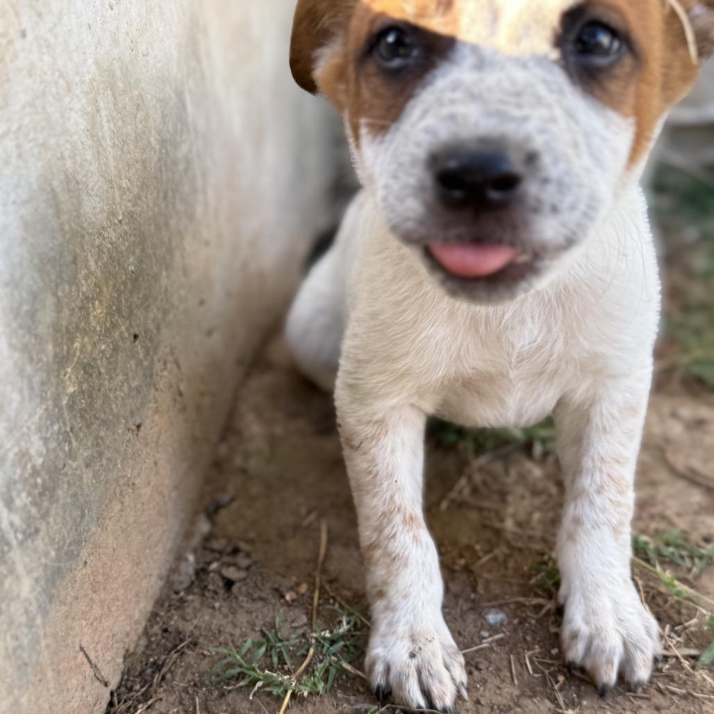 Enlarge Scout, a Adoptable Cattle Dog in Sacramento, CA image 3/3