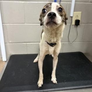 Boo Bob, Adoptable, Adult Male Chihuahua & Mixed Breed.