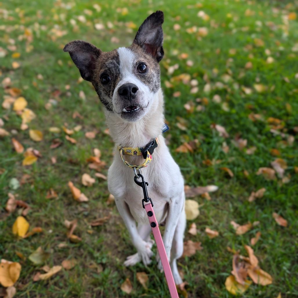 Enlarge Boo Bob, a Adoptable mixed breed in East Smithfield , PA image 3/6