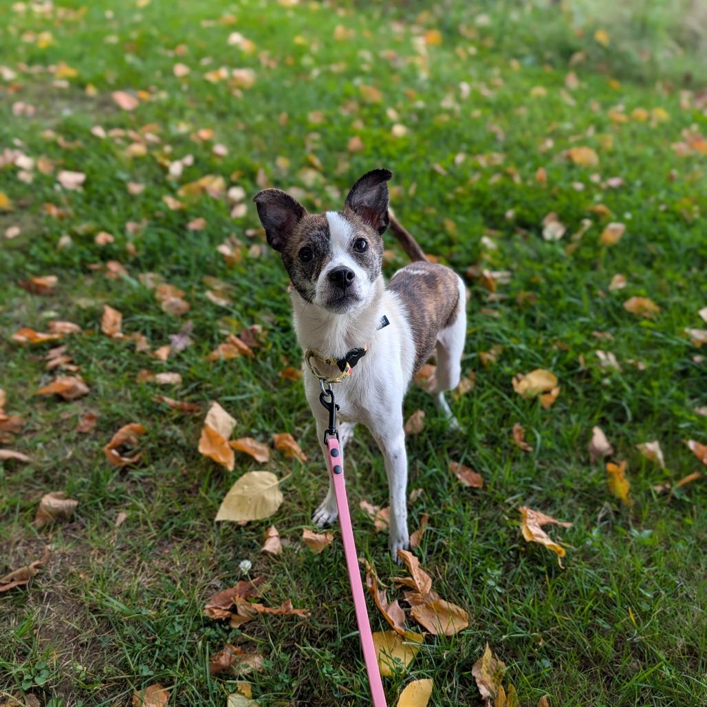 Enlarge Boo Bob, a Adoptable mixed breed in East Smithfield , PA image 4/6