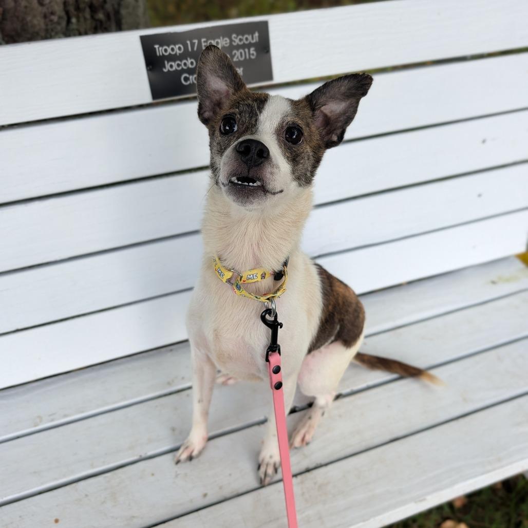 Enlarge Boo Bob, a Adoptable mixed breed in East Smithfield , PA image 5/6