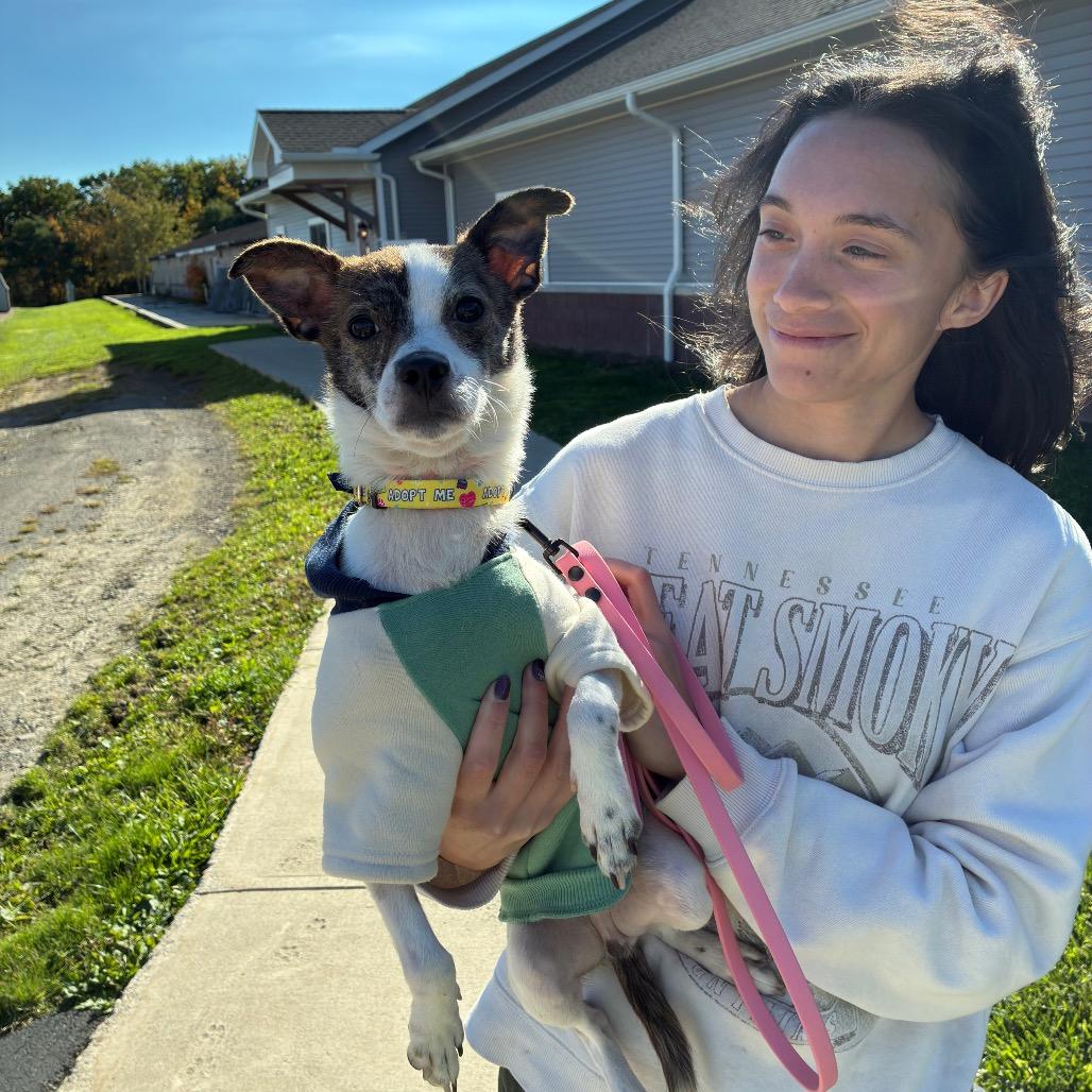 Enlarge Boo Bob, a Adoptable mixed breed in East Smithfield , PA image 6/6