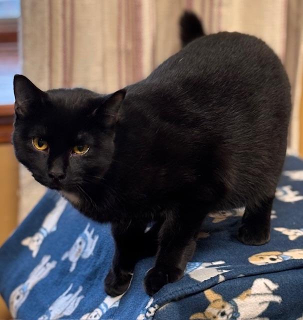 Enlarge Pockets, an adopted Domestic Short Hair in Davenport, IA image 2/3