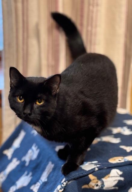 Enlarge Pockets, an adopted Domestic Short Hair in Davenport, IA image 1/3