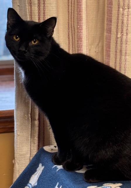 Enlarge Pockets, an adopted Domestic Short Hair in Davenport, IA image 3/3