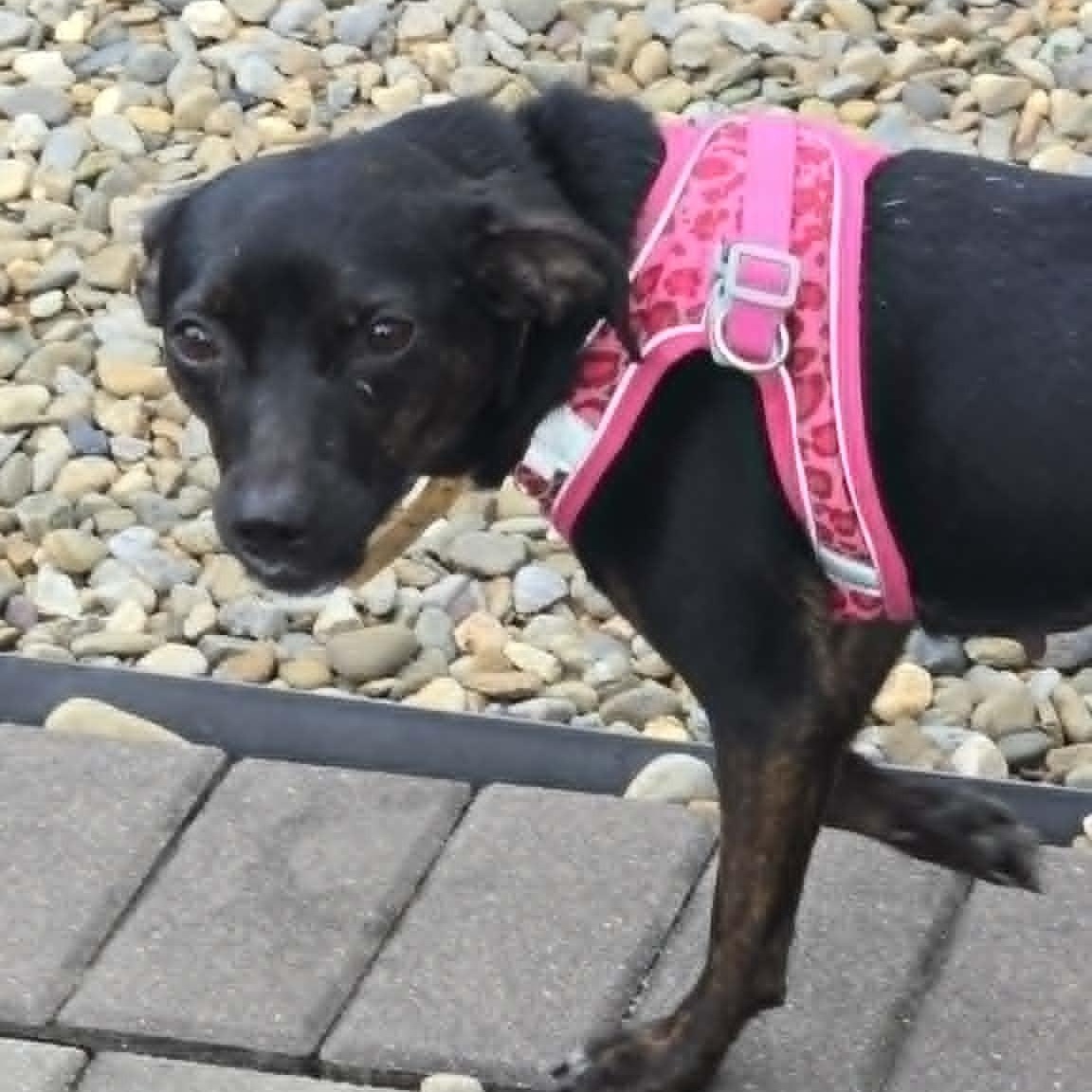 Enlarge Cinnamon, a ADOPTABLE mixed breed in Cherry Hill, NJ image 6/6