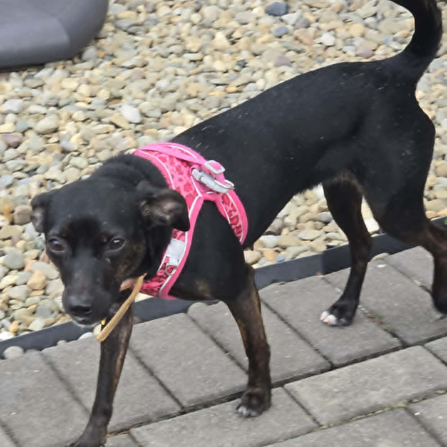 Enlarge Cinnamon, a ADOPTABLE mixed breed in Cherry Hill, NJ image 3/6