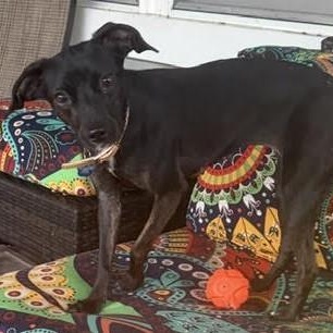 Enlarge Cinnamon, a ADOPTABLE mixed breed in Cherry Hill, NJ image 2/6