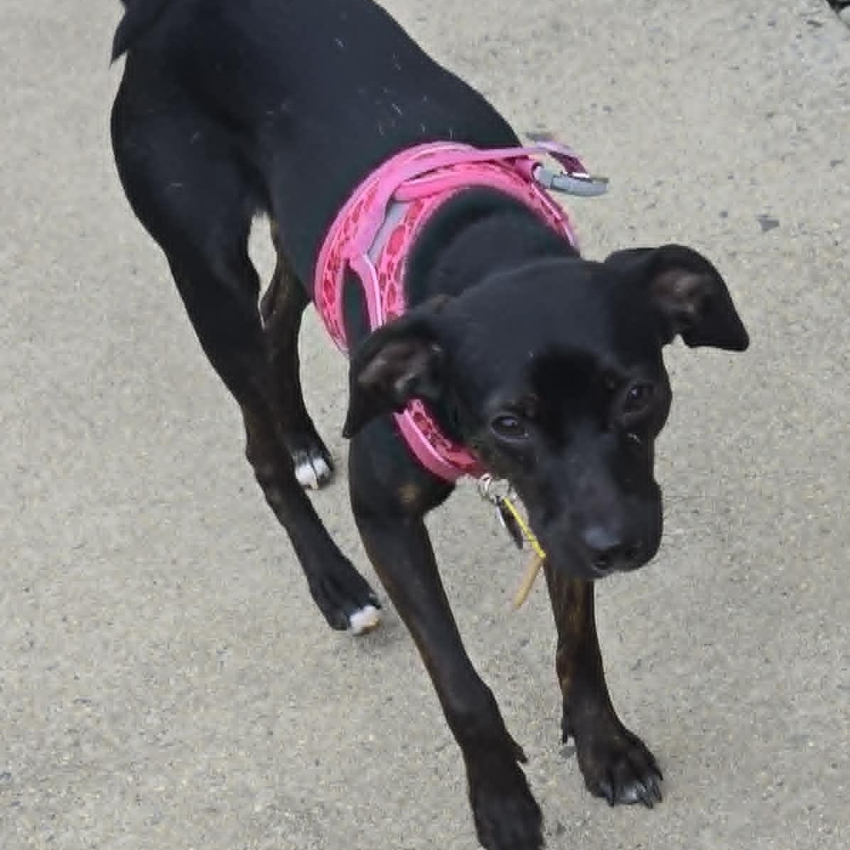 Enlarge Cinnamon, a ADOPTABLE mixed breed in Cherry Hill, NJ image 4/6
