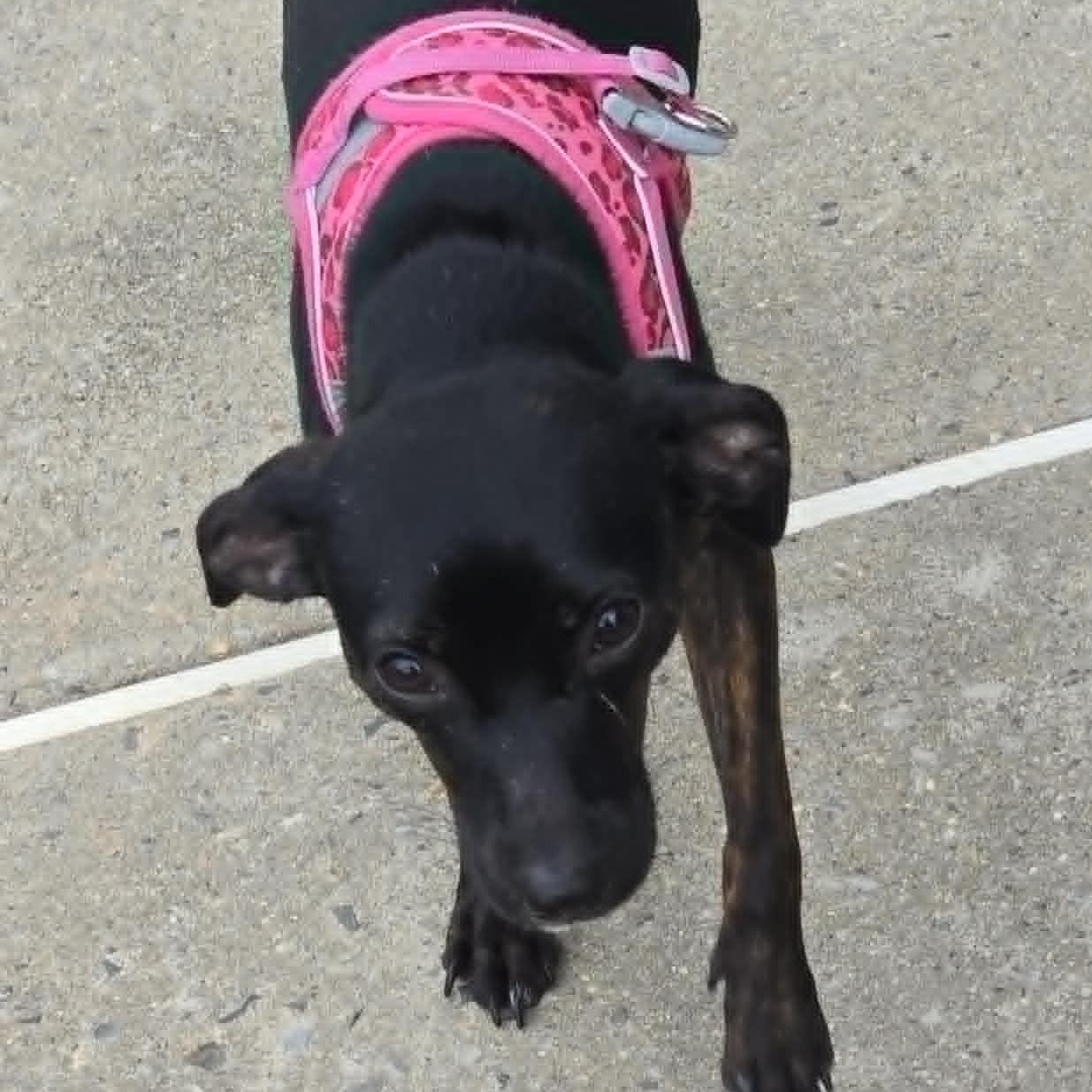 Enlarge Cinnamon, a ADOPTABLE mixed breed in Cherry Hill, NJ image 5/6