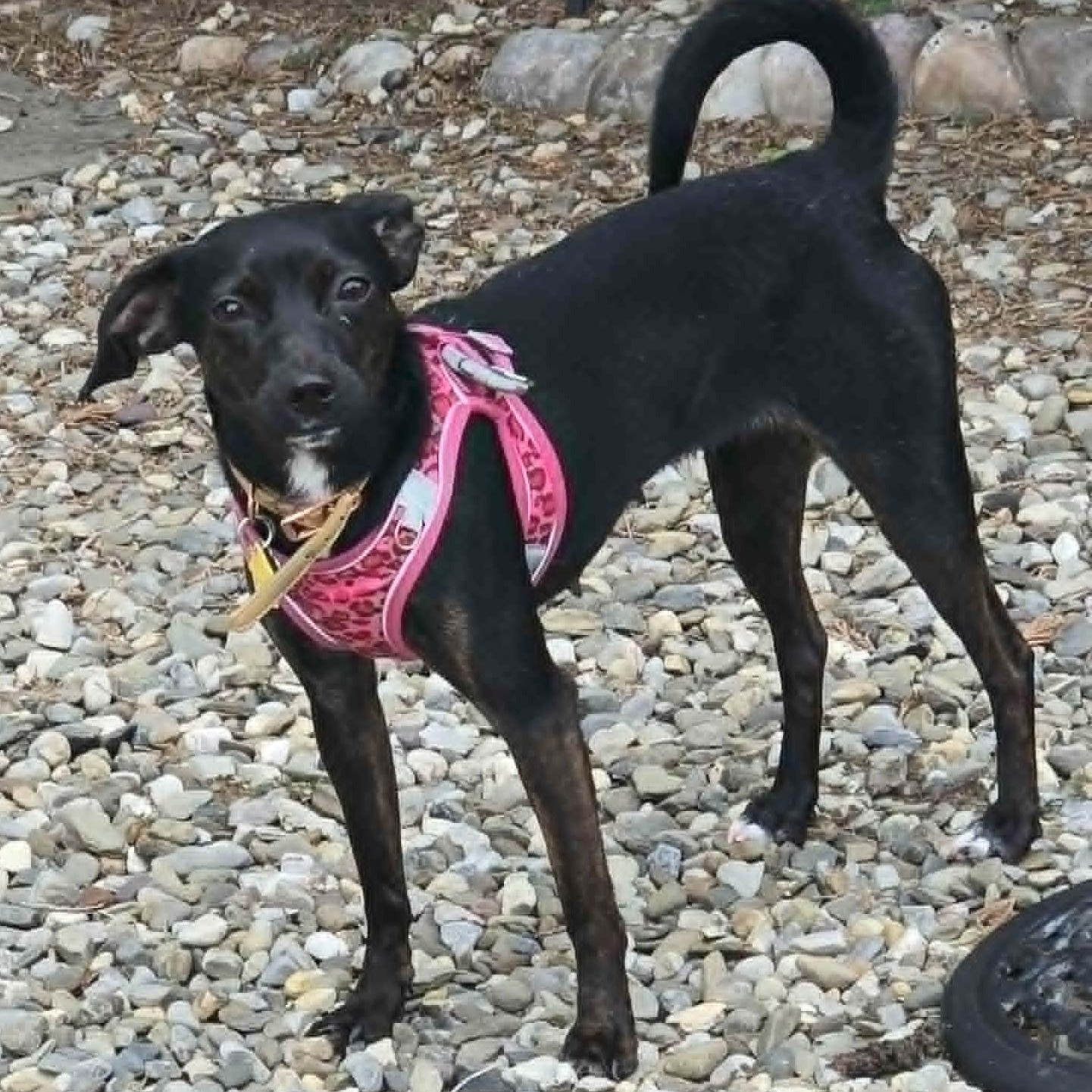 Cinnamon, ADOPTABLE, Young Female Chihuahua.