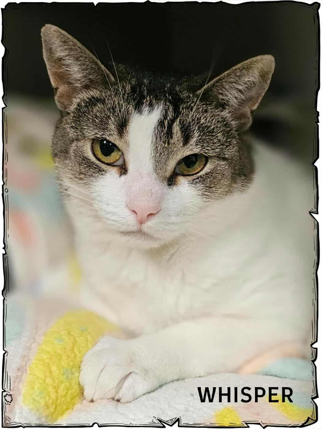 Enlarge Whisper, a Adoptable Domestic Short Hair in Whiting, IN image 1/1