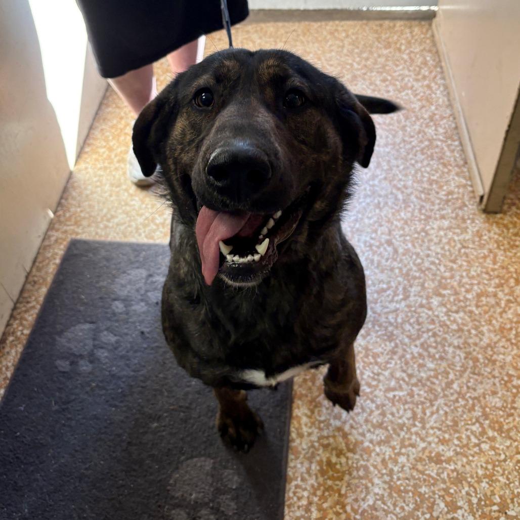 Delta, a Adoptable mixed breed in Chehalis, WA image 1/2